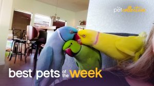 Group Hug | Best Pets of the Week